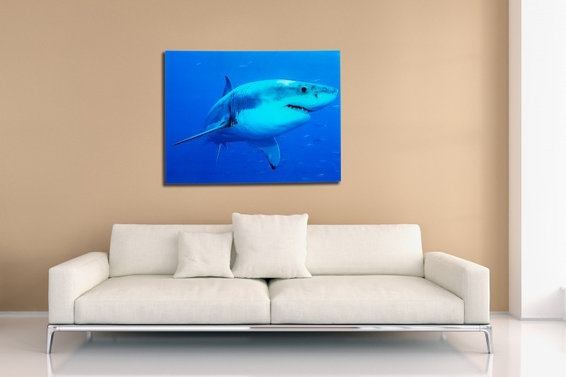 Tableau décoratif 60x80cm "Requin bleu"